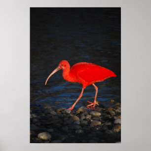 Affiche Ibis rouge