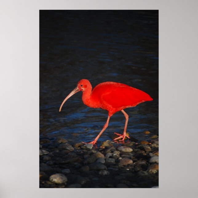 Affiche Ibis rouge (Devant)