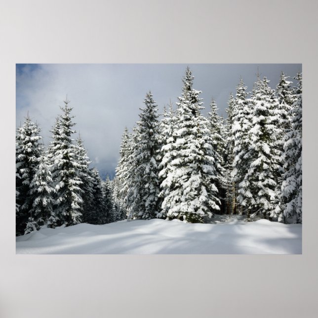 Affiche Ice & Snow | Pine Woodland, Austria (Devant)