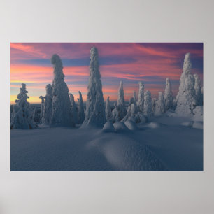 Affiche Ice & Snow   Snow Covered Trees, Lapland, Finland