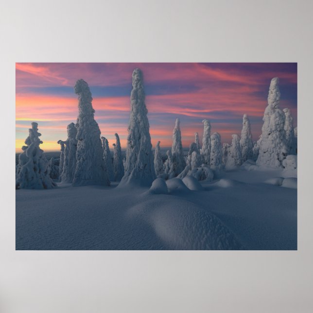 Affiche Ice & Snow | Snow Covered Trees, Lapland, Finland (Devant)