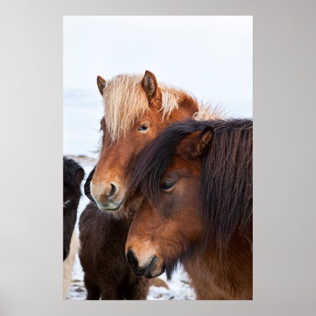 Affiche Icelandic Horse during winter on Iceland (Devant)