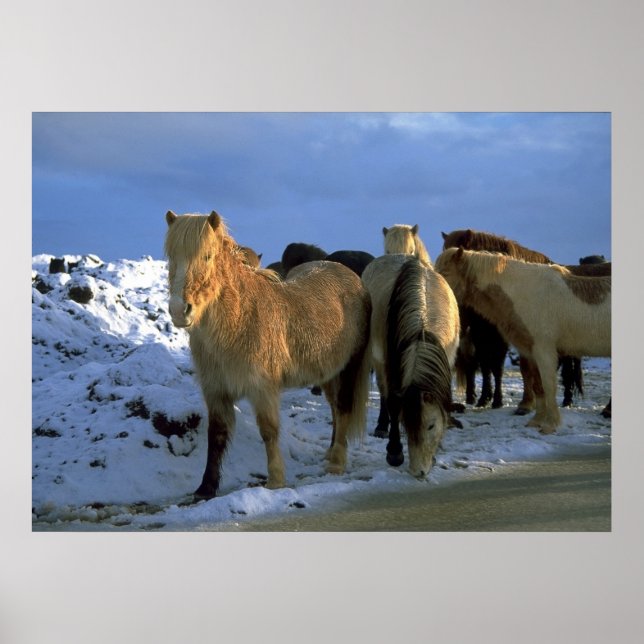 Affiche Icelandic Horses in Winter (Devant)