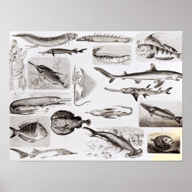 Affiche Ichthyologie - Elasmobranche, Ganoïde (Devant)