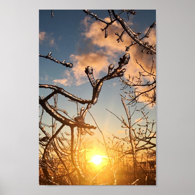 Affiche icicules de membre d'arbre (Devant)