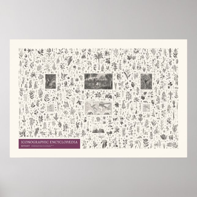 Affiche Iconographie - Botanique (Devant)