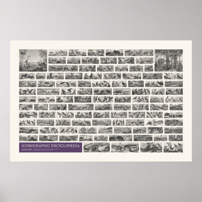 Affiche Iconographie - Scènes de zoologie (Devant)