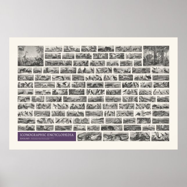 Affiche Iconographie - Scènes de zoologie (Devant)