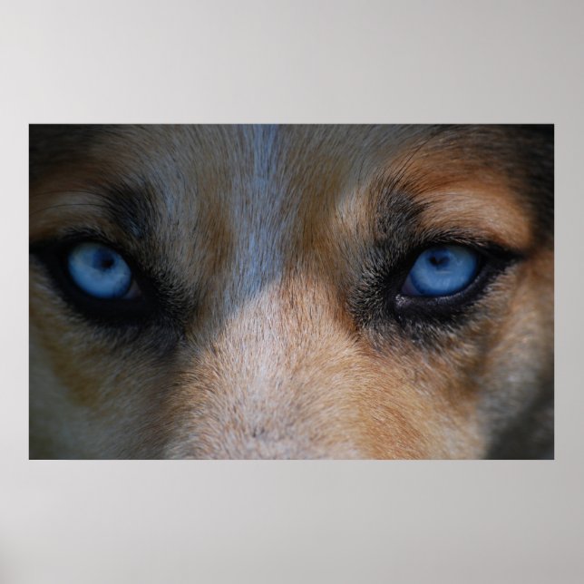 Affiche Icy Blue Canine Eyes (Devant)