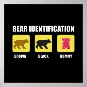 Affiche Identification de l'ours drôle