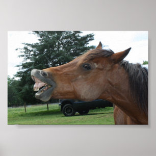 Affiche idiote de cheval ; Choisissez une couleur