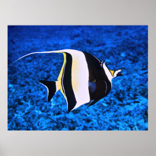 Affiche Idole mauresque des îles Gili
