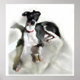 Affiche Iggie majestueux