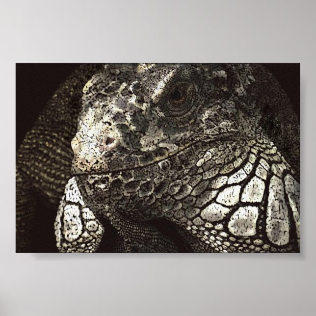 Affiche Iguana (Devant)