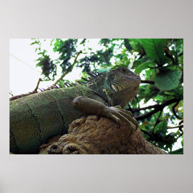 Affiche Iguana dans un arbre (Devant)