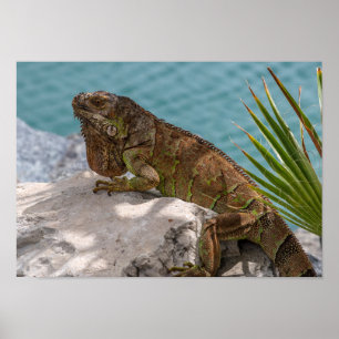 Affiche Iguana sur pierre