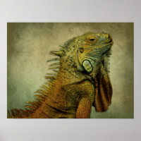Iguana verte