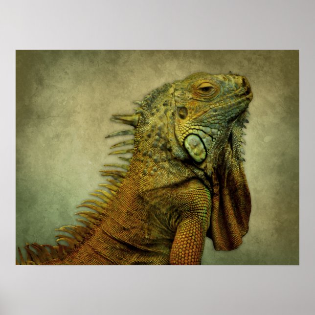 Affiche Iguana verte (Devant)