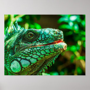 Affiche Iguana verte