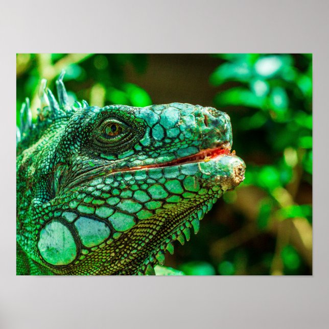 Affiche Iguana verte (Devant)