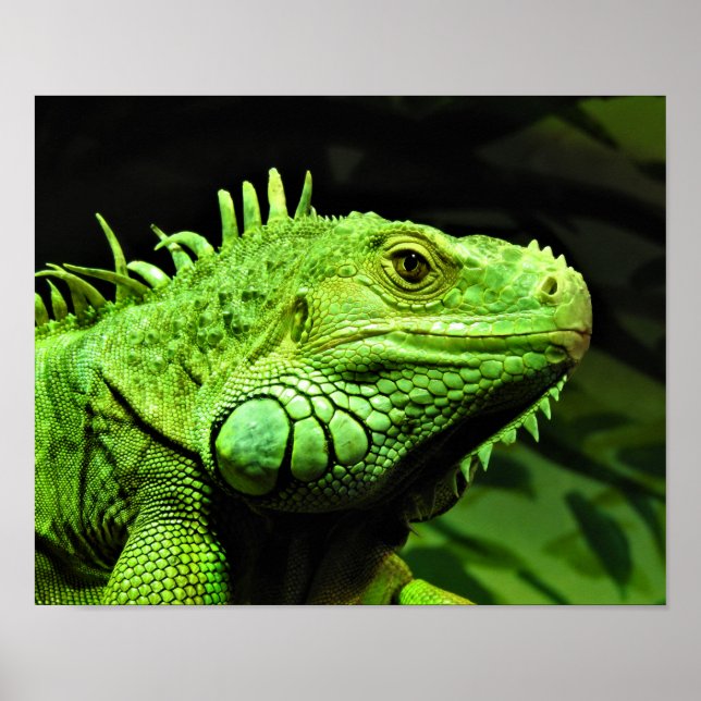 Affiche Iguana verte (Devant)
