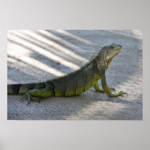 Affiche Iguana verte à l'ombre d'un palmier