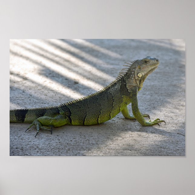 Affiche Iguana verte à l'ombre d'un palmier (Devant)