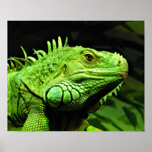 Affiche Iguane vert