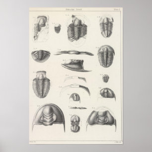 Affiche II Période primitive