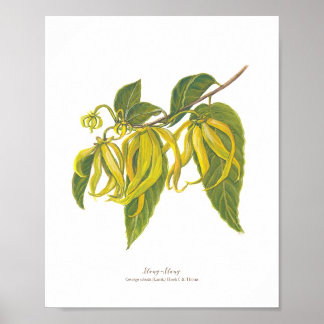 Affiche Ilang-Ilang (Cananga odorata) (Devant)