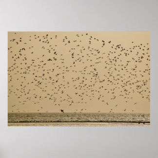 Affiche Île aux oiseaux