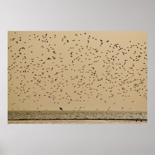 Affiche Île aux oiseaux (Devant)