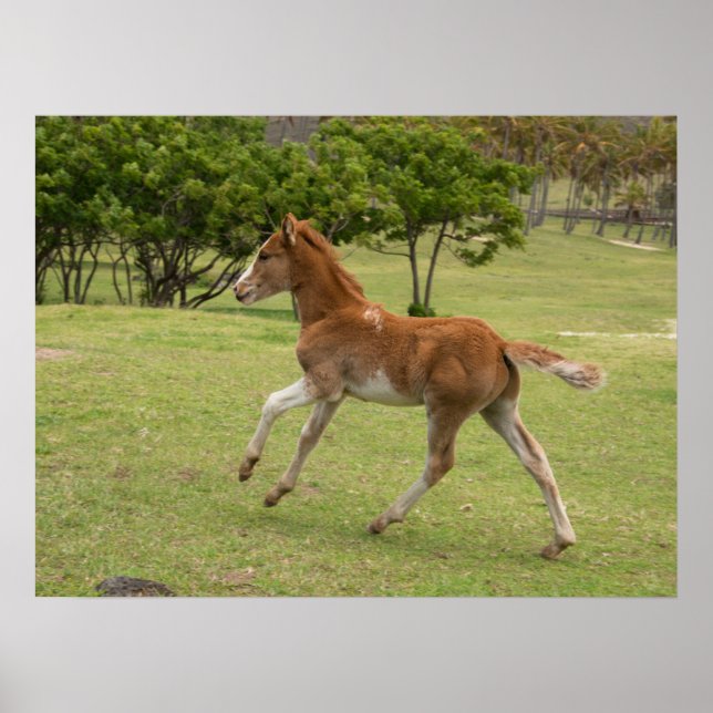Affiche Île de Pâques alias Rapa Nui (Devant)