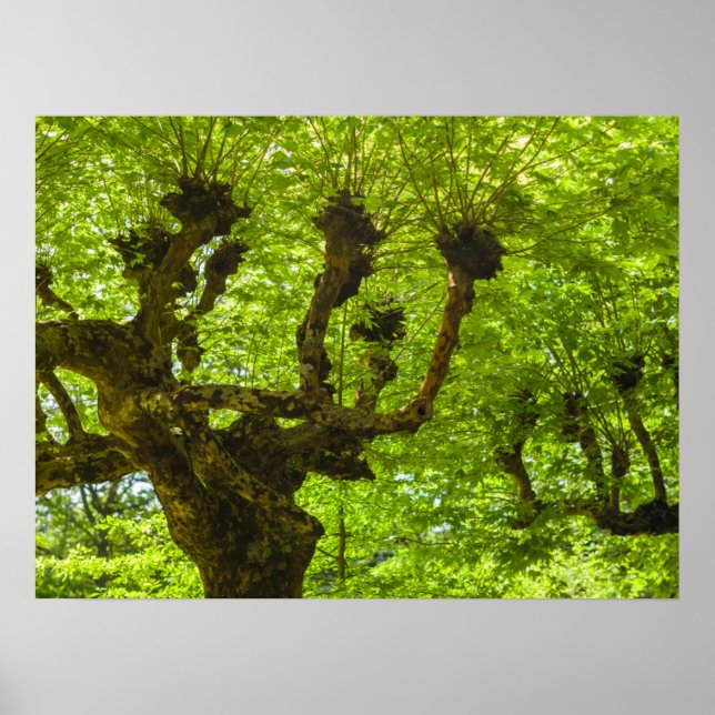 Affiche Île de Sao Miguel (Devant)