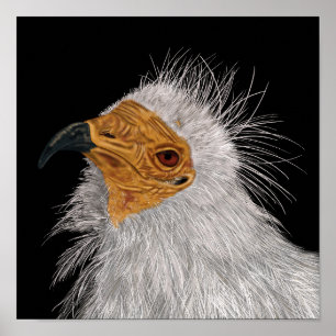 Affiche Illustrated Egyptian Vulture