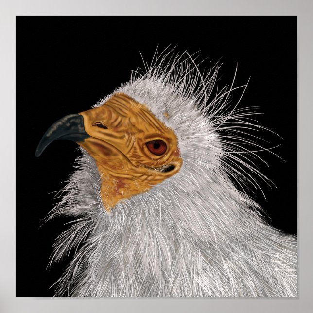 Affiche Illustrated Egyptian Vulture (Devant)