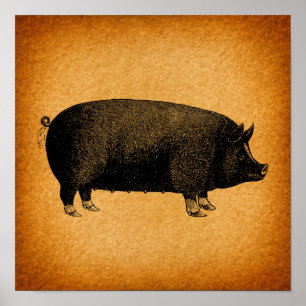 Affiche Illustrated Vintage Pig