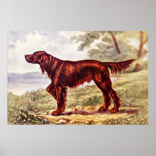 Affiche Illustration 1900 de poseur irlandais de chien