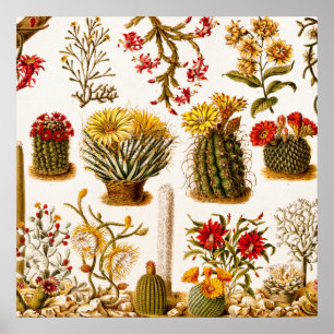 Affiche Illustration 1911 florale de fleur de cactus de