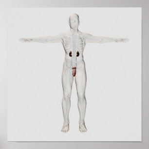 Affiche illustration 3D de l'appareil reproducteur