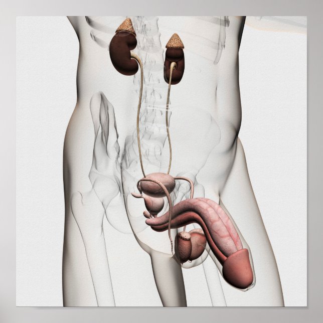 Affiche Illustration 3D Du Système Reproductif Homme 1 (Devant)