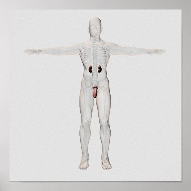 Affiche Illustration 3D Du Système Reproductif Homme 2 (Devant)