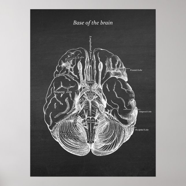 Affiche Illustration anatomique du cerveau Imprimer no 3 (Devant)