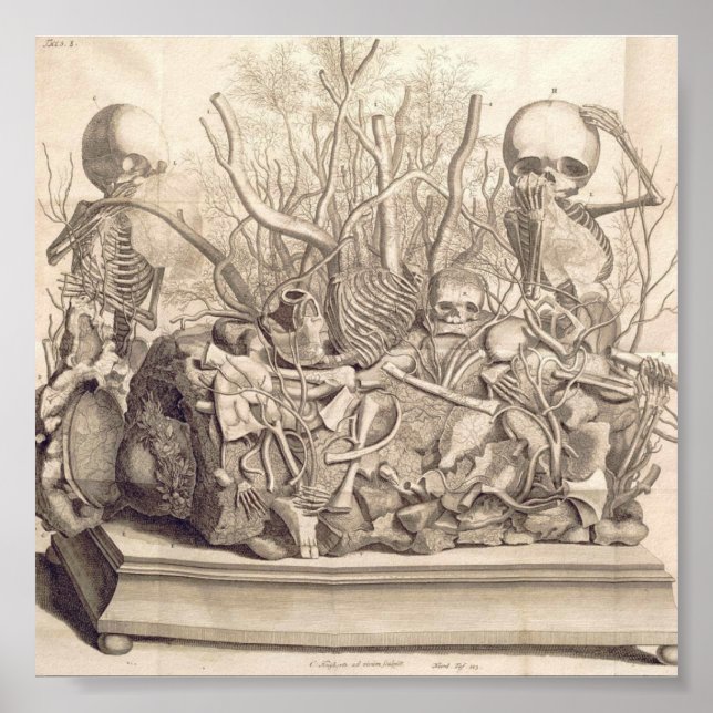 Affiche Illustration anatomique vintage (Devant)