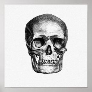 Affiche Illustration anatomique vintage