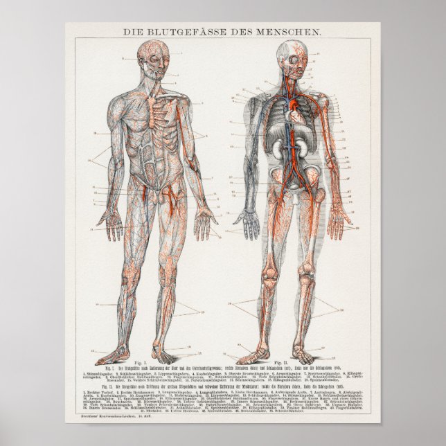 Affiche Illustration anatomique vintage (Devant)