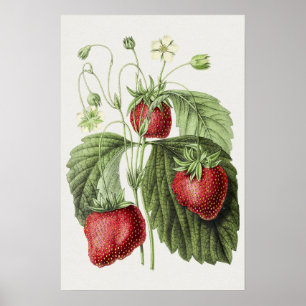 Affiche Illustration ancienne de Fraise reine des belges.