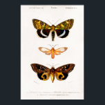 Affiche Illustration animale vintage des papillons de nuit<br><div class="desc">Beau poster de animal vintage de haute qualité de Différents types de papillons de nuit illustré par Charles Dessalines D'Orbigny (1806-1876),  numériquement rehaussé au plus haut niveau. Cette impression vintage réaliste est extrêmement détaillée et contient le nom latin scientifique.</div>