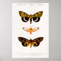 Illustration animale vintage des papillons de nuit