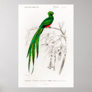 Affiche Illustration animale vintage d'un quetzal de Pavon